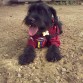 Canuto es un perro futbolista. Su equipo favorito es Deportivo los Ilustres, de Caracas